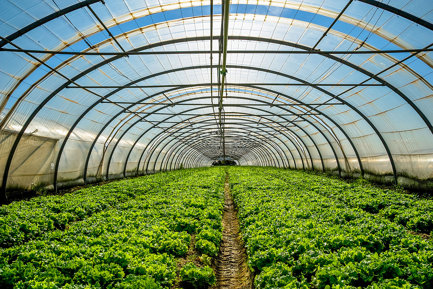 Teofipol municipality to build a greenhouse