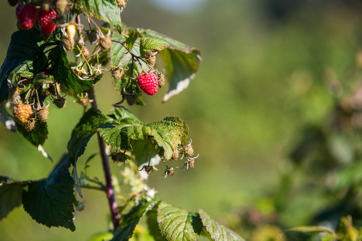 Volyn Oblast Municipality Exports Tonnes of Products Abroad after Turning Abandoned Land into a Berry Cluster
